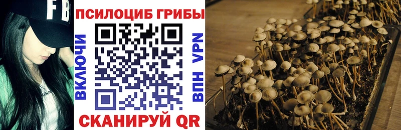 Купить где  Касимов  Галлюциногенные грибы Cubensis 